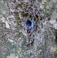 Segestria florentina