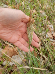 Carex emoryi