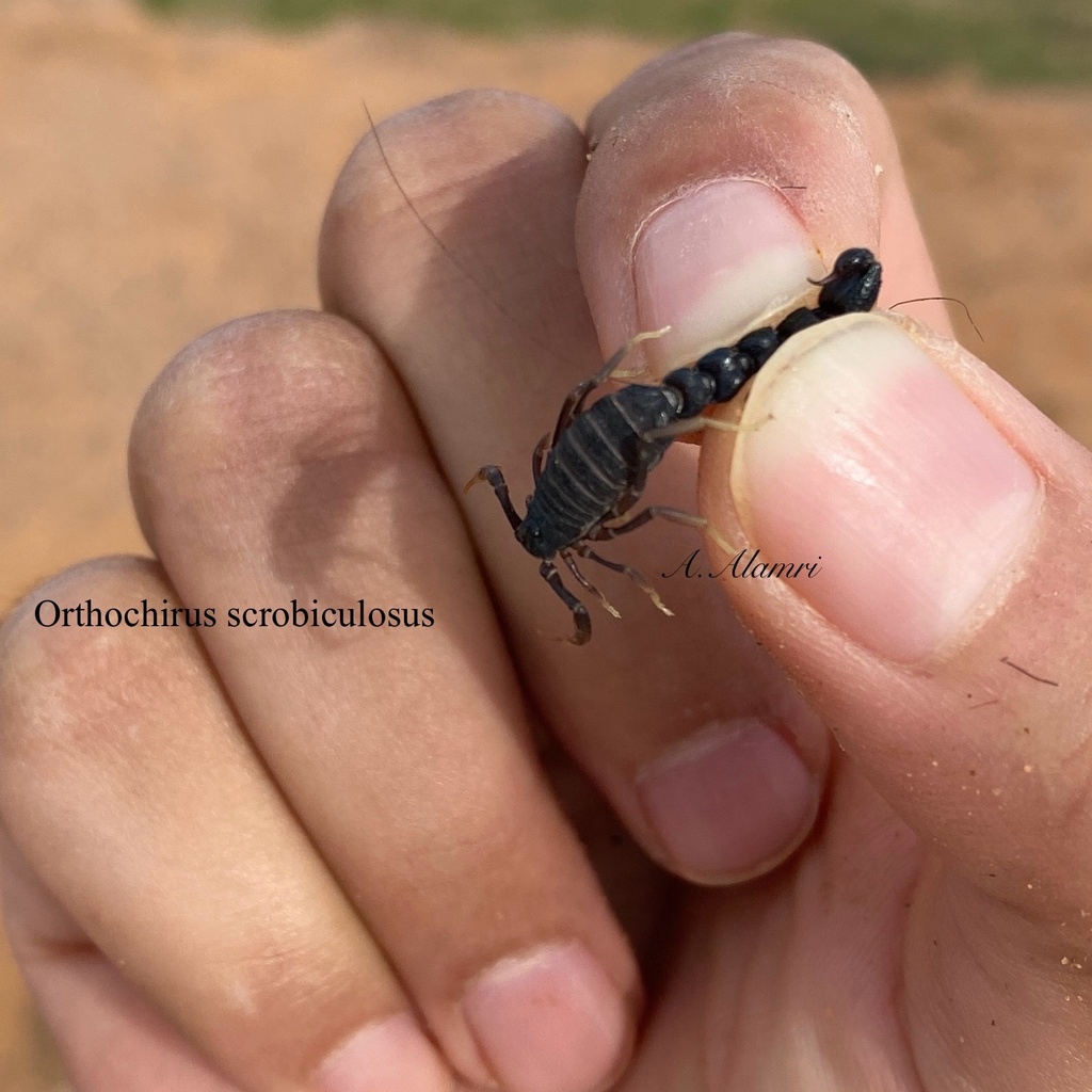 Orthochirus scrobiculosus