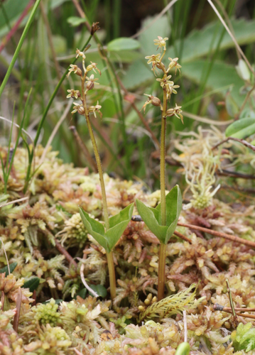 Heartleaf Twayblade