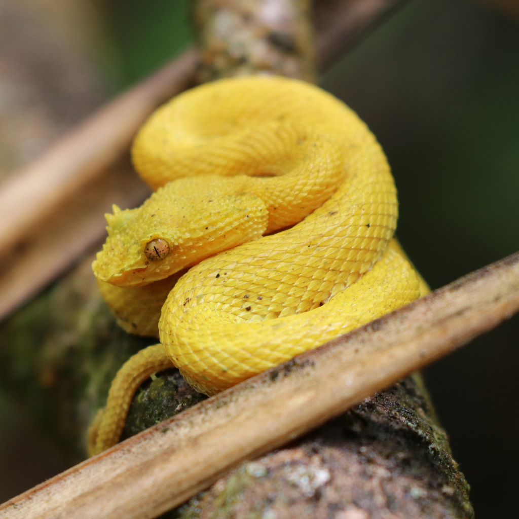 Eyelash Viper from Alajuela Province, San Carlos, Costa Rica on ...