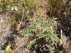 Ptilostemon hispanicus