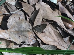 Hermeuptychia sosybius