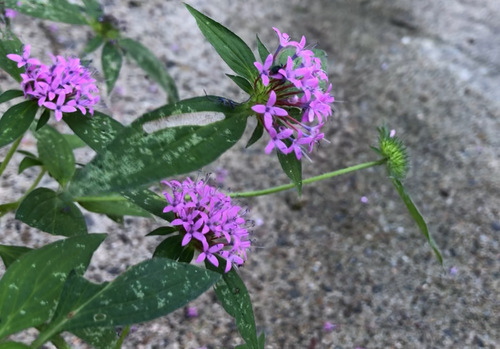 Crusea hispida, photograph 5