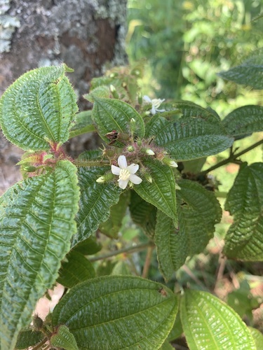 Miconia crenata (Vahl) Michelang.