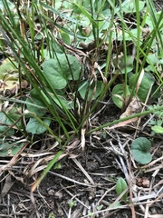 Cyperus erectus