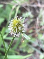 Cyperus erectus