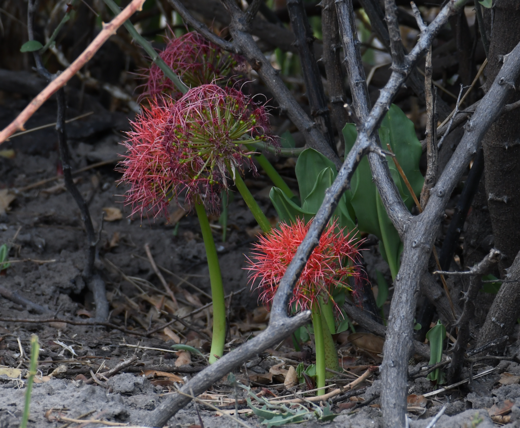 Scadoxus multiflorus, Chobe, Botswana