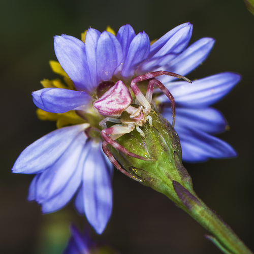 Heather crab spider