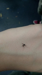 Aedes vigilax