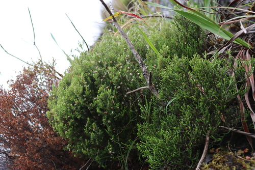 Image of Erica genistifolia by (c) Tony Rebelo, some rights reserved (CC BY-SA)