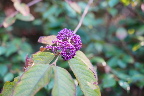 Callicarpe de Bodinier 3