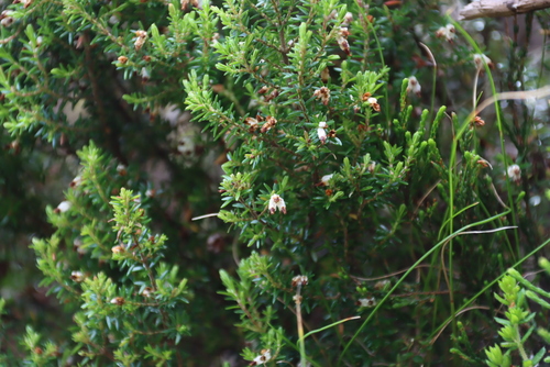 Browntip Heath (Erica genistifolia)