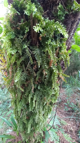 Image of Trichomanes polypodioides by (c) Patrícia Mees, some rights reserved (CC BY)