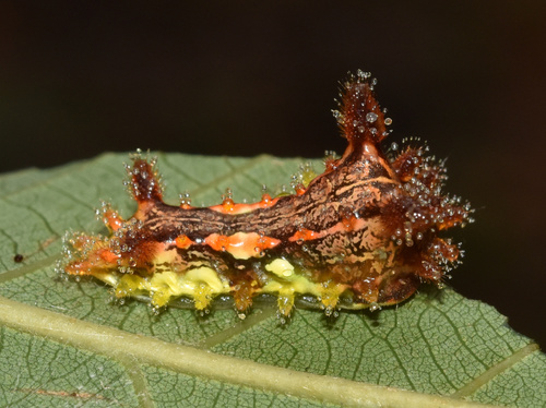 Neomocena convergens