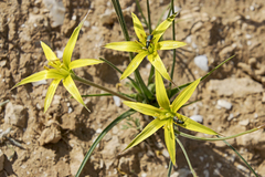 Gagea commutata
