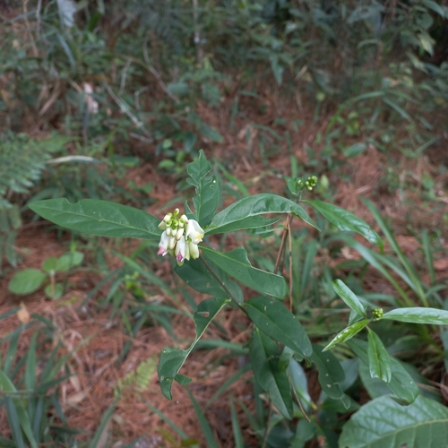 Caamembeca salicifolia (Caamembeca salicifolia)
