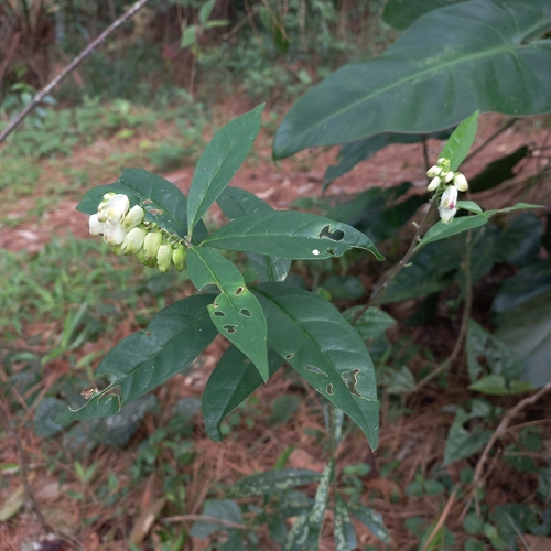 Caamembeca salicifolia (Caamembeca salicifolia)