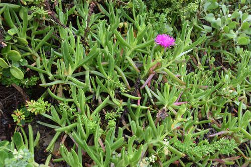 Image of Carpobrotus deliciosus by (c) Andrew Gillespie, some rights reserved (CC BY-SA)