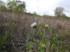 Erigeron tenuis
