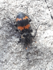 Nicrophorus mexicanus