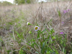 Erigeron tenuis