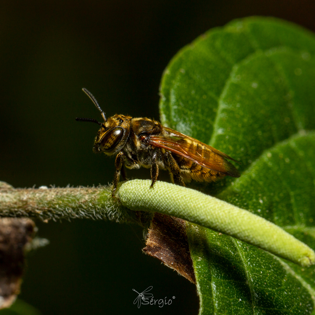 Ptilosarus