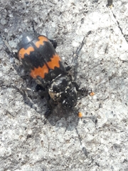Nicrophorus mexicanus