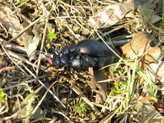 Meloe proscarabaeus