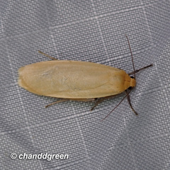 Danielithosia immaculata