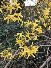 Forsythia × intermedia