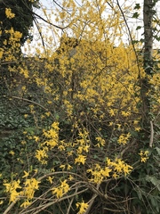 Forsythia × intermedia