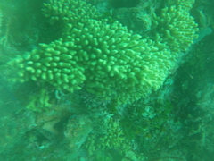 Porites porites