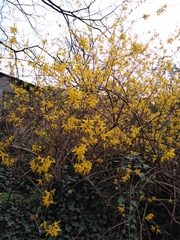 Forsythia × intermedia