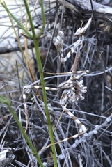 Empusa binotata