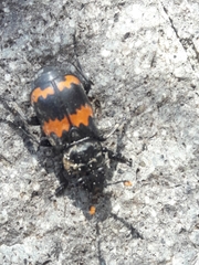 Nicrophorus mexicanus