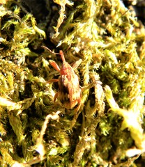 Anthonomus rectirostris