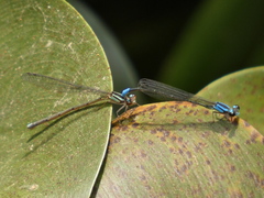 Acanthagrion