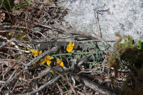 Comb Ganna (Lebeckia meyeriana)