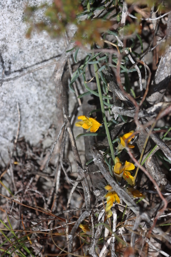 Image of Lebeckia meyeriana by (c) Tony Rebelo, some rights reserved (CC BY-SA)