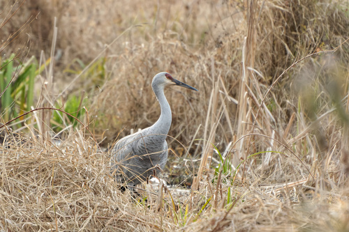 Sandhill Crane photographed in Indiana