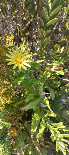 Image of Arctotis scabra by (c) Adele SL, some rights reserved (CC BY)