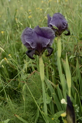 Iris haynei