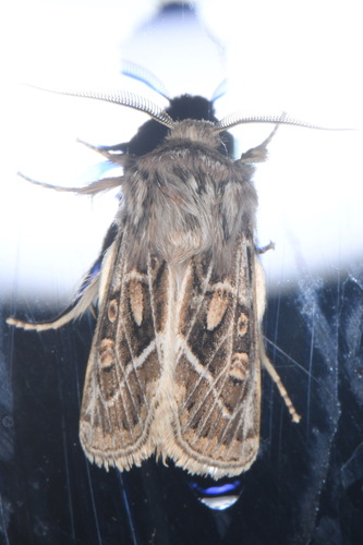 Ulochlaena hirta