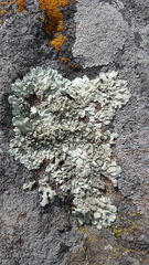 Xanthoparmelia mexicana