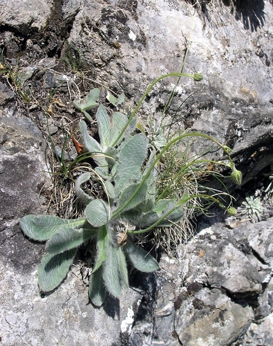 Wit havikskruid (Hieracium candidum)