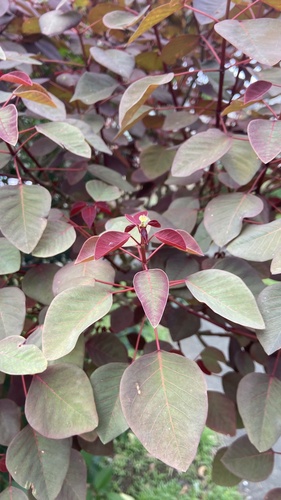 Mexican shrubby spurge