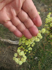 Acacia piligera