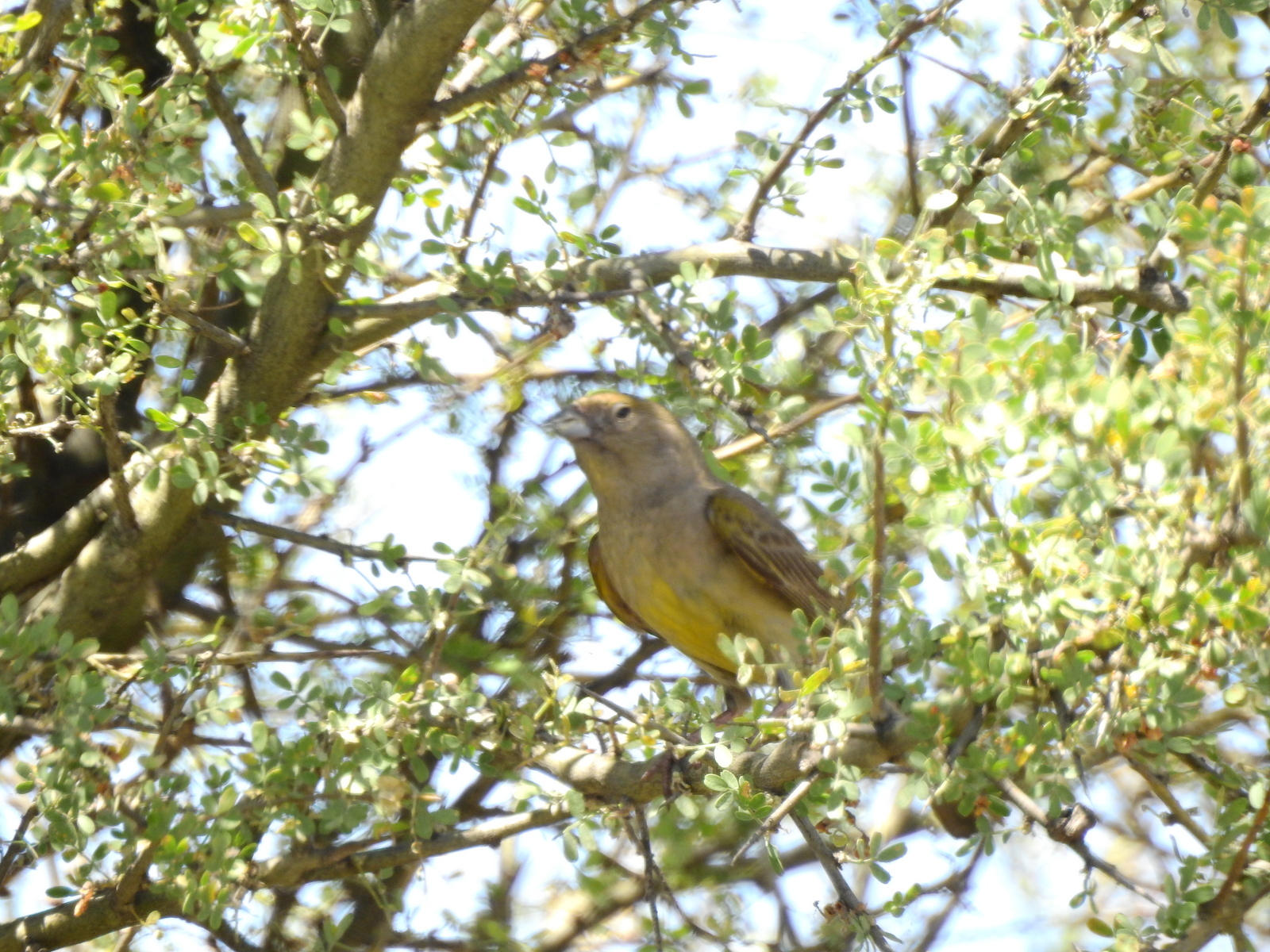 Monte Yellow Finch (Sicalis mendozae), photo 3