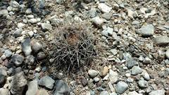 Coryphantha robustispina uncinata